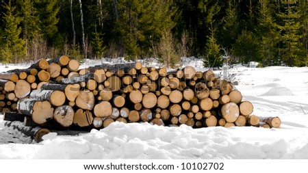 a pile of pine timber waiting for transport