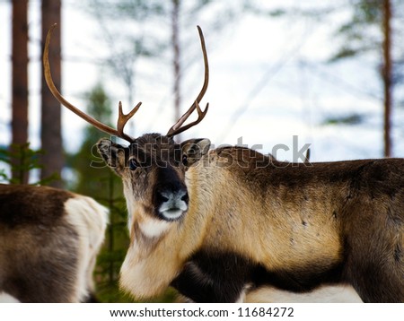 wild reindeers in the north of Sweden