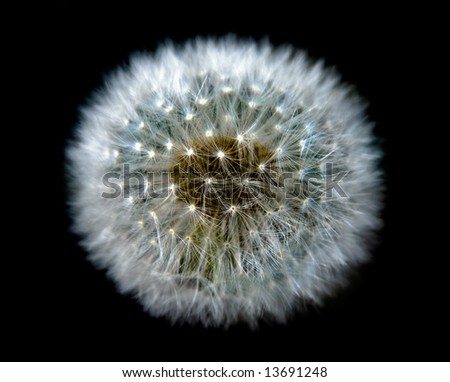 close up of dandelion flower ready to let go of her seeds