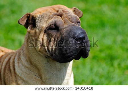 beautiful Sharpei dog posing at a dog show