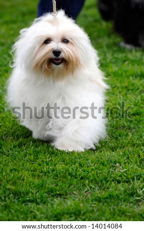 beautiful maltese dog posing at a dog show
