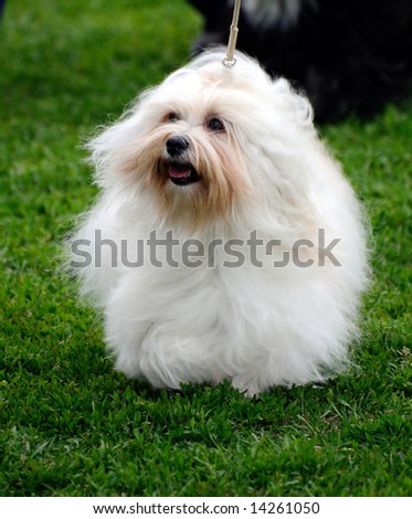beautiful maltese dog posing at a dog show
