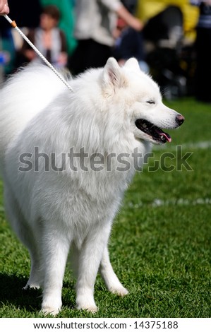 beautiful white Samoyed Dog posing at a dog show