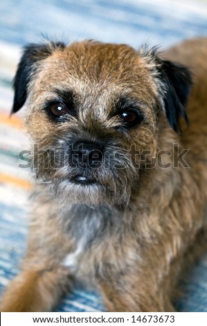 Close up of cute English border terrier