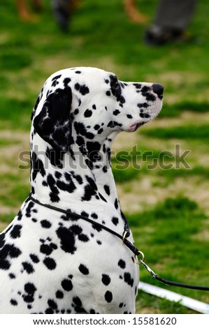 beautiful dalmatian dog posing at a dog show