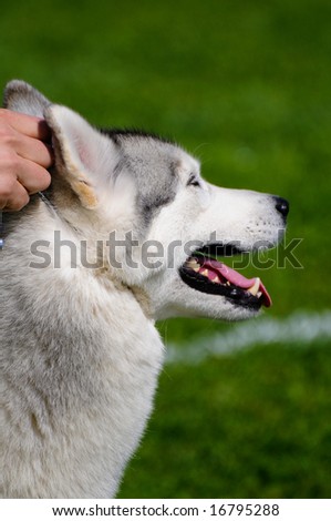 beautiful siberian husky dog posing at a dog show