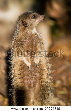 an alert meerkat (Suricata suricatta) standing up