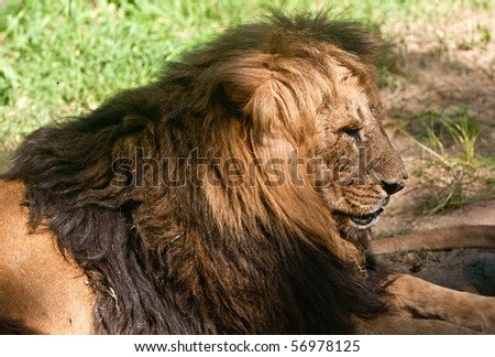 a large lion male resting in the sun