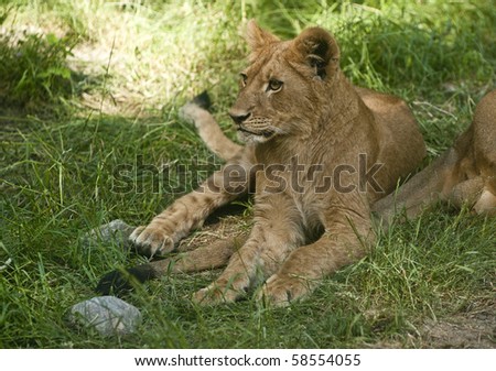 a little lion cub resting in the grass