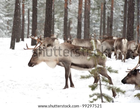 reindeer in its natural winter habitat in the north of Sweden