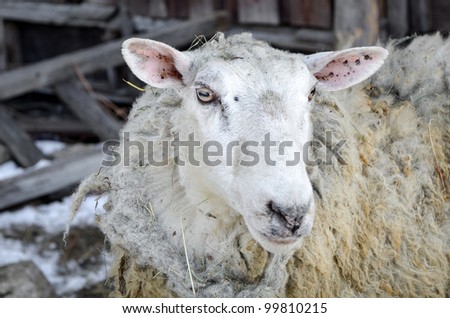 an old sheep on a rural farm