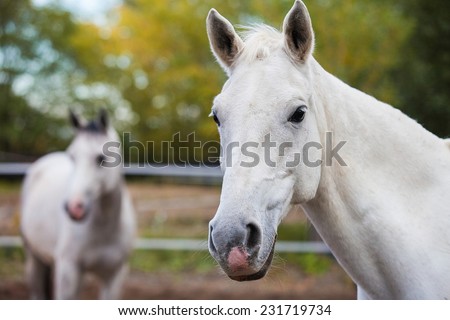 Portrait of purebred white horse on background of blurred second horse