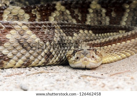 A South American rattlesnake (Crotalus durissus) looking at the viewer.