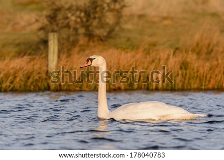A Mute Swan (Cygnus olor) swimming in a river.