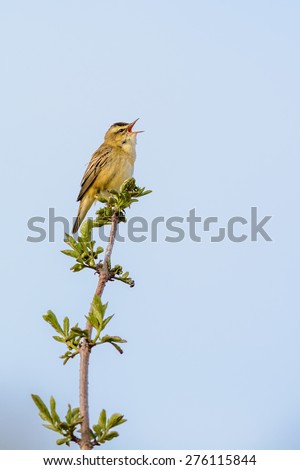 Sedge warbler (Acrocephalid warbler) singing on top of a branch.
