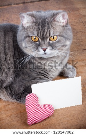Cat, heart and love card