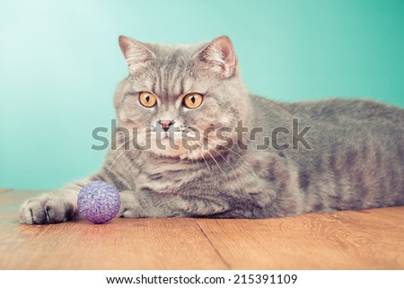 Big tabby cat playing with rubber ball toy front mint green background