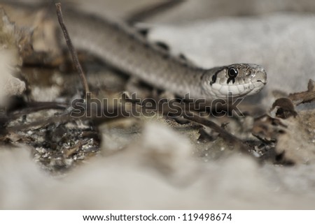 Close up of DeKay\'s Brown Snake on the ground.