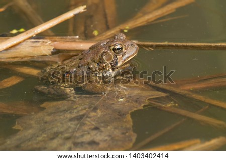 Similar – Image, Stock Photo Toad in the water