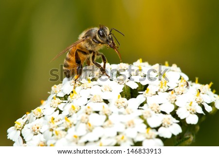 Western Honey Bee gathering nectar on a white flower.