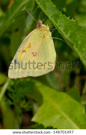 Clouded Sulphur Butterfly perched on a green leaf.