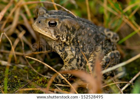 American Toad hiding in the grass.
