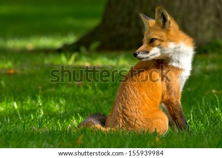 Red Fox sitting comfortably on a manicured lawn.
