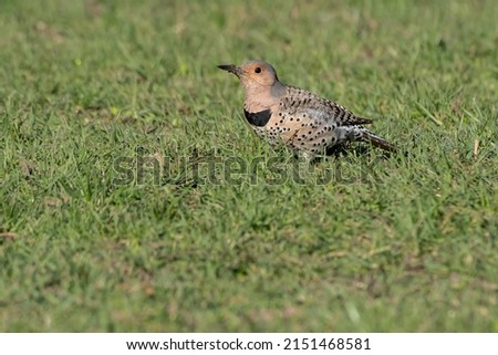A Northern Flicker is standing in a grassy field. Also known as a Yellow-shafted Flicker, Gaffer Woodpecker, Harry-wicket, and Gawker Bird. Taylor Creek Park, Toronto, Ontario, Canada. Foto stock © 