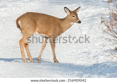 Young White-tailed Deer standing on a snowy path.