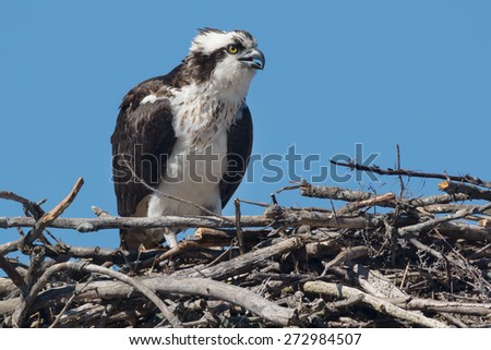 Osprey sitting up on her nest keeping an eye out for potential danger.