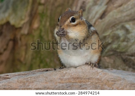 Eastern Chipmunk standing on a log eating a seed.