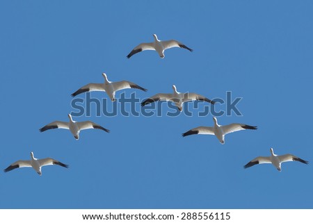 Snow Geese flying in a V formation across the blue sky.