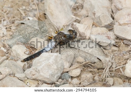 Male Chalk-fronted Corporal Dragonfly resting on a gravel path.