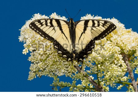 Eastern Tiger Swallowtail Butterfly perched on a flower up in a tree.