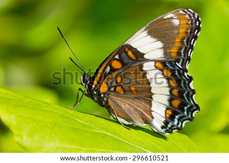 White Admiral Butterfly perched on a leaf.