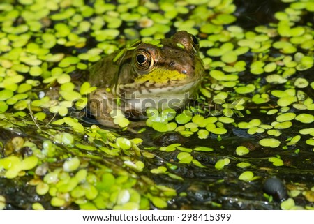 Northern Green Frog floating on the surface of a duckweed covered pond.