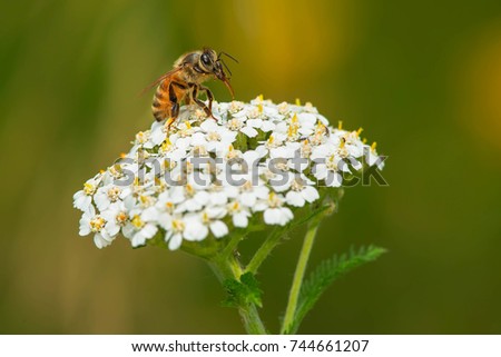 Similar – Image, Stock Photo Wild bee collects honey and pollen from lavender flowers