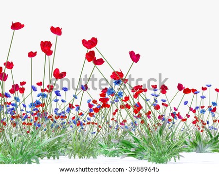 meadow full of  red poppies on white background