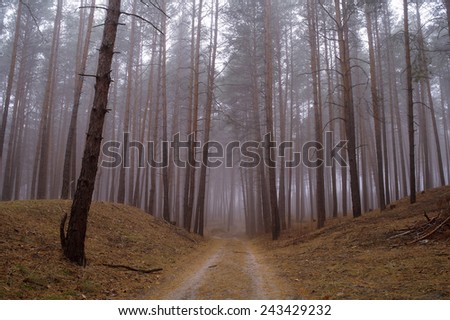 Autumn forest in the morning mist