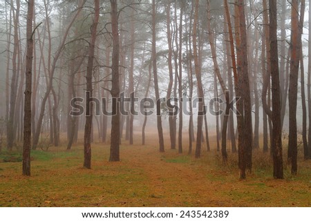 Autumn forest in the morning mist, soft focus