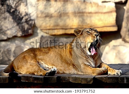 Portrait of recumbent lioness in a ZOO pen