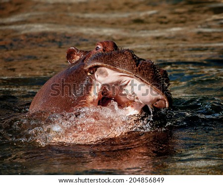 Scary hippo face in a water splash