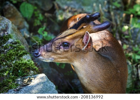 Chinesischer Muntjak, small deer native to South Asia