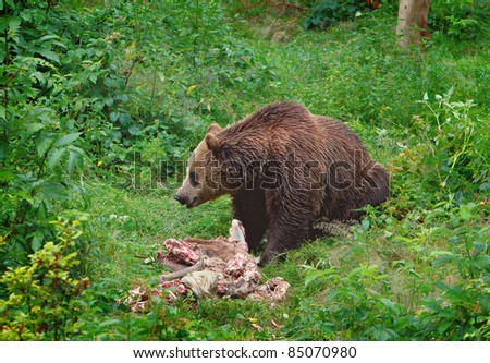 The brown bear eating a buck
