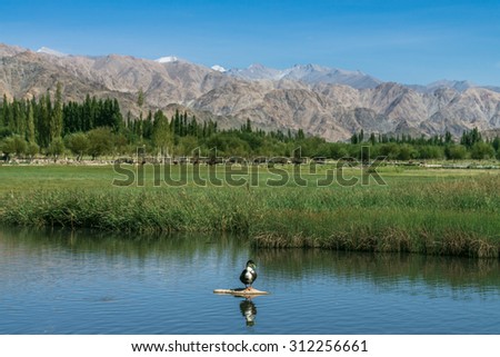 Lonely duck with great nature background