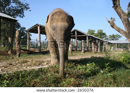 A baby elephant at a breeding sanctuary at the Royal Chitwan National Park in Nepal.