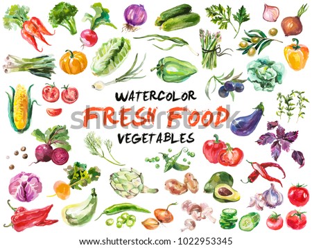 Watercolor painted collection of vegetables. Hand drawn fresh food design elements isolated on white background.

