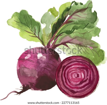 Watercolor painted beet. Hand drawn fresh food design element isolated on white background.