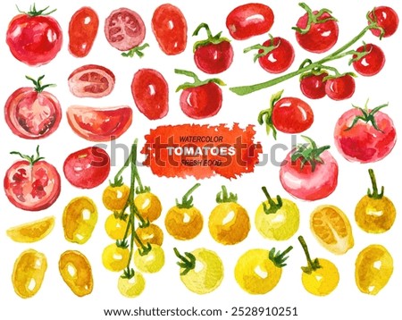 Vector watercolor painted tomatoes. Hand drawn design elements isolated on white background.