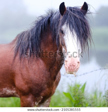 Similar – Image, Stock Photo Chestnut mare with broad blaze